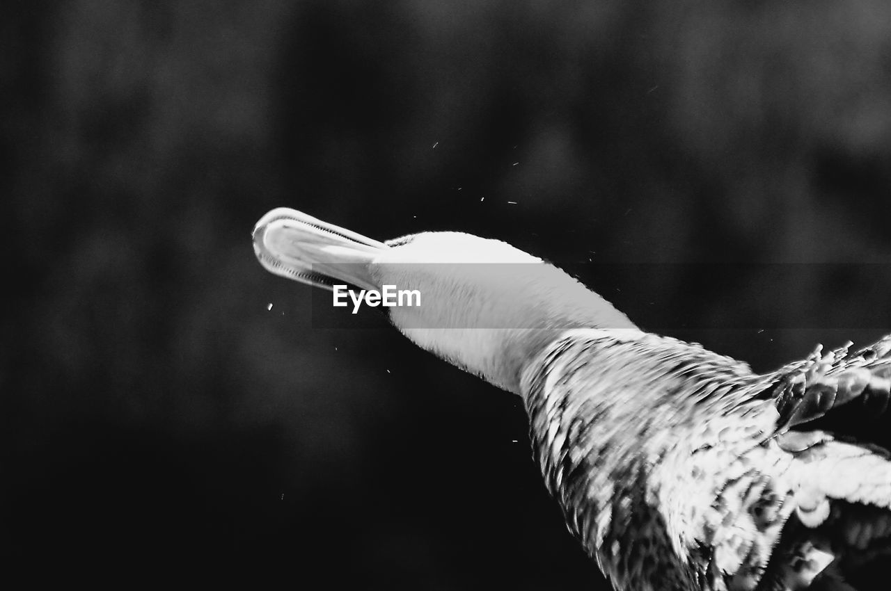 CLOSE-UP OF SWAN SWIMMING