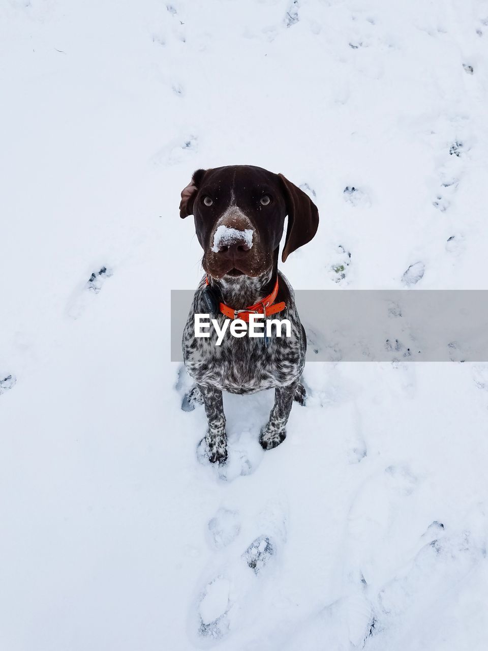 Dog in snow with snow on nose