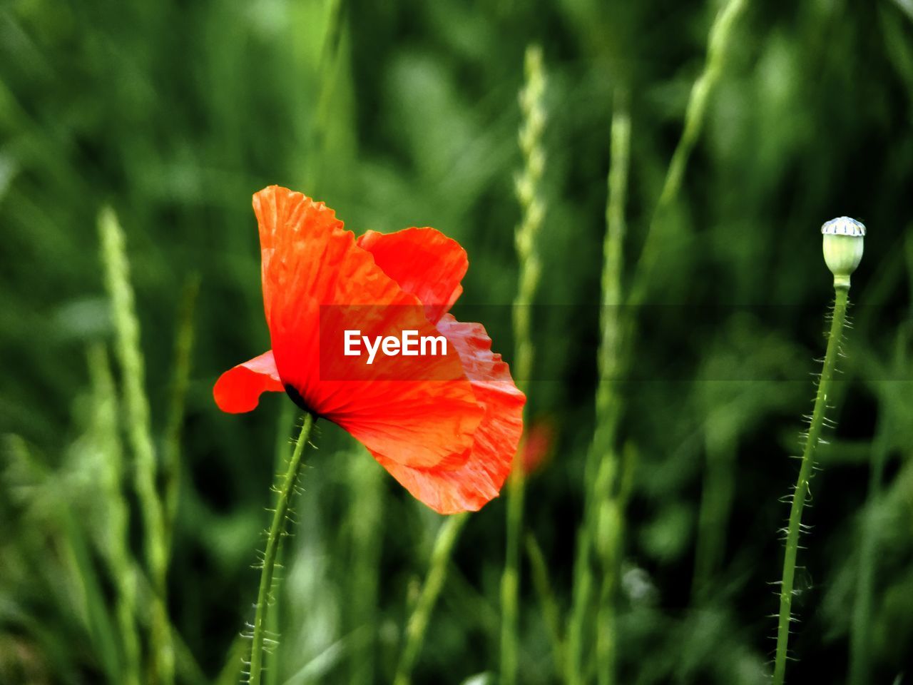 CLOSE-UP OF RED POPPY FLOWERS