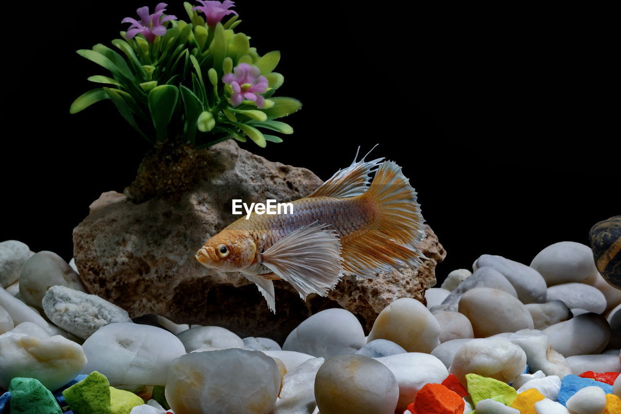 Fighting fish, siamese fish, in a fish tank decorated with pebbles and trees, black background.