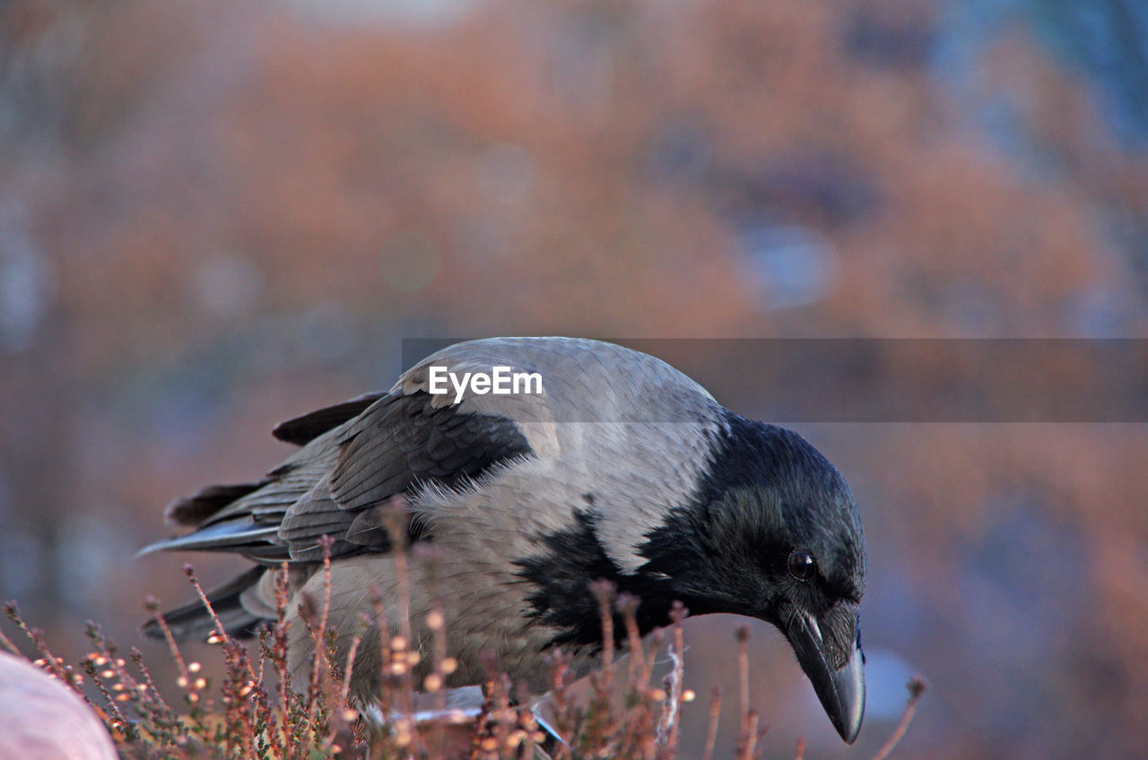 Close-up of bird perching on plant