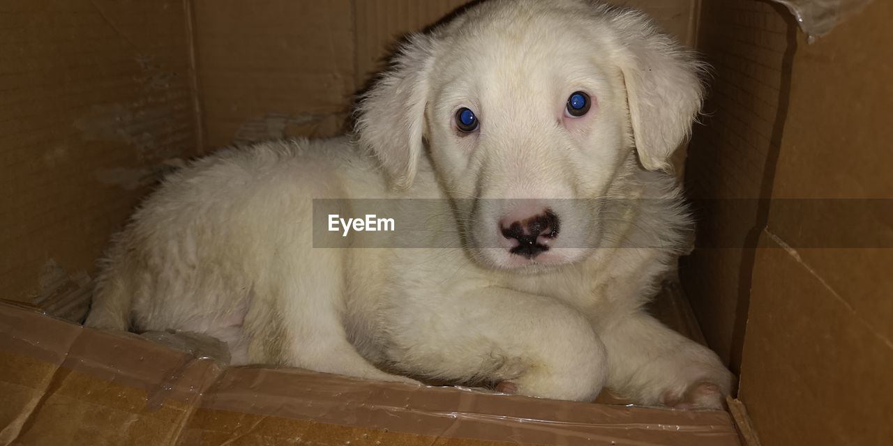 pet, dog, animal themes, animal, one animal, mammal, domestic animals, canine, portrait, puppy, indoors, looking at camera, great pyrenees, retriever, golden retriever, carnivore, no people, cute, young animal, relaxation, animal body part