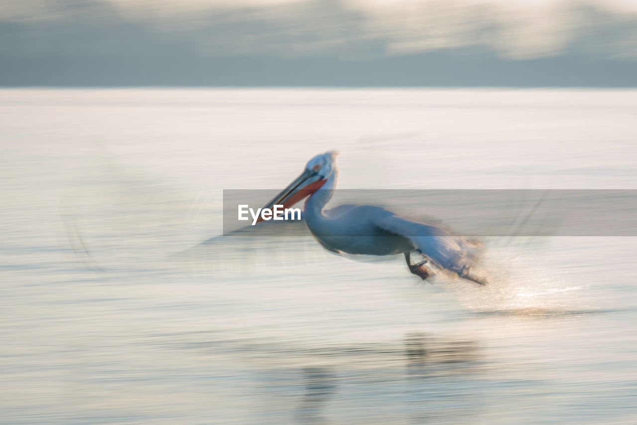 close-up of pelican swimming in lake