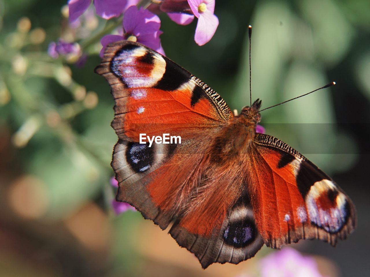 Close-up of butterfly pollinating on flower