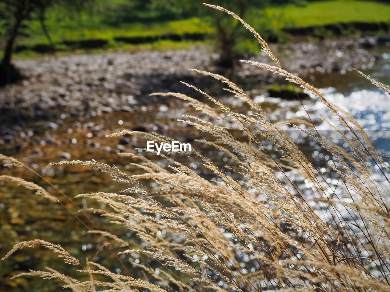Close-up of grass with river in the background