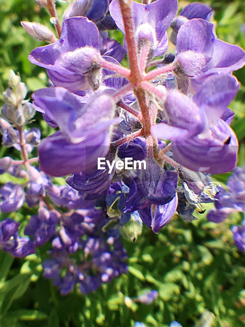 CLOSE-UP OF PURPLE FLOWERS BLOOMING