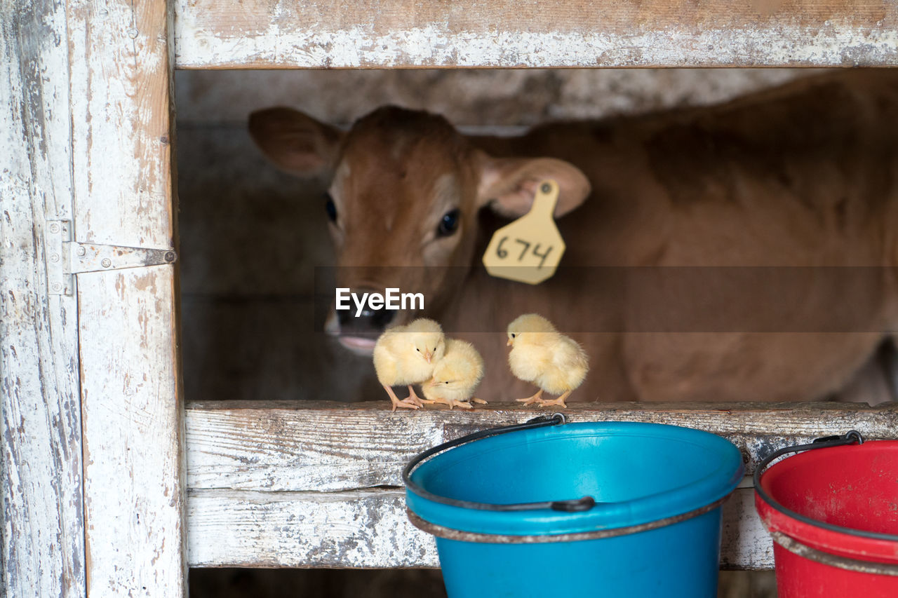 Baby chickens and calf at barn