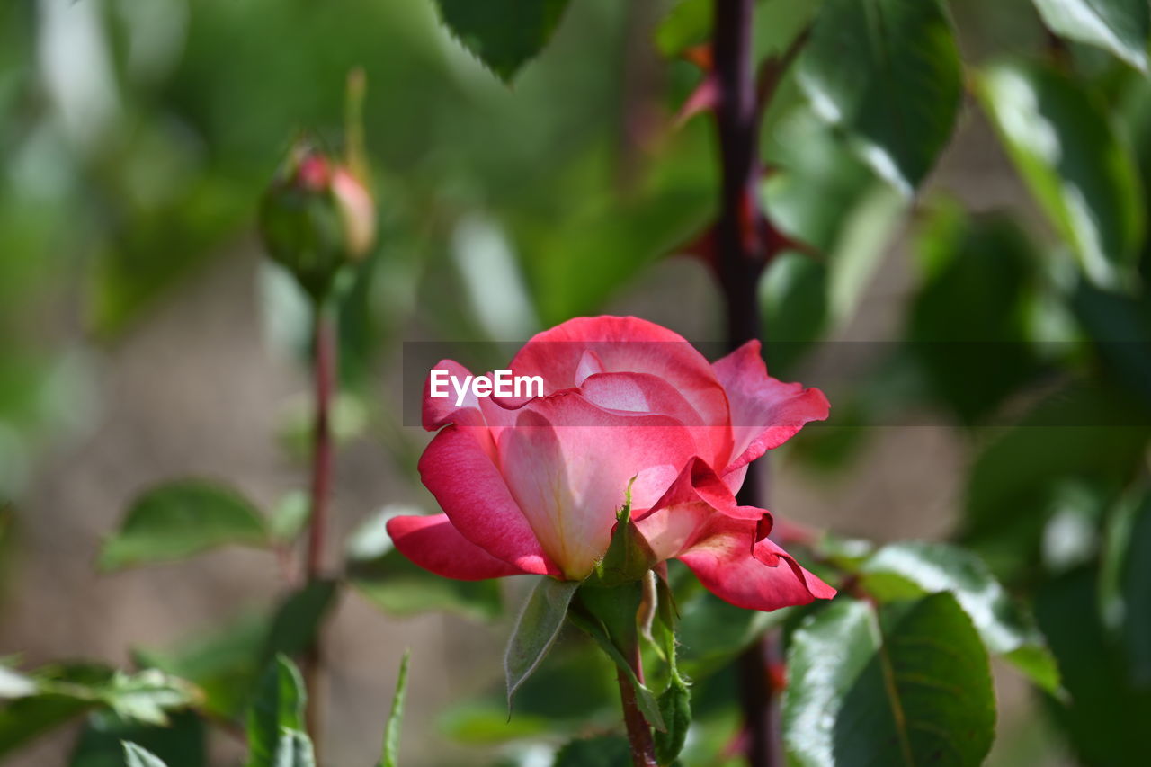 plant, flower, flowering plant, beauty in nature, plant part, leaf, freshness, rose, petal, nature, close-up, pink, inflorescence, flower head, fragility, growth, red, no people, shrub, outdoors, blossom, garden roses, botany, springtime, rose - flower, tree, botanical garden, focus on foreground, rose wine, environment