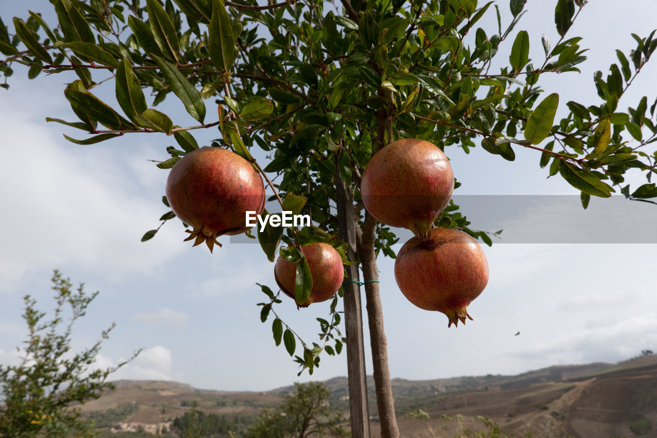 LOW ANGLE VIEW OF APPLE TREE AGAINST SKY