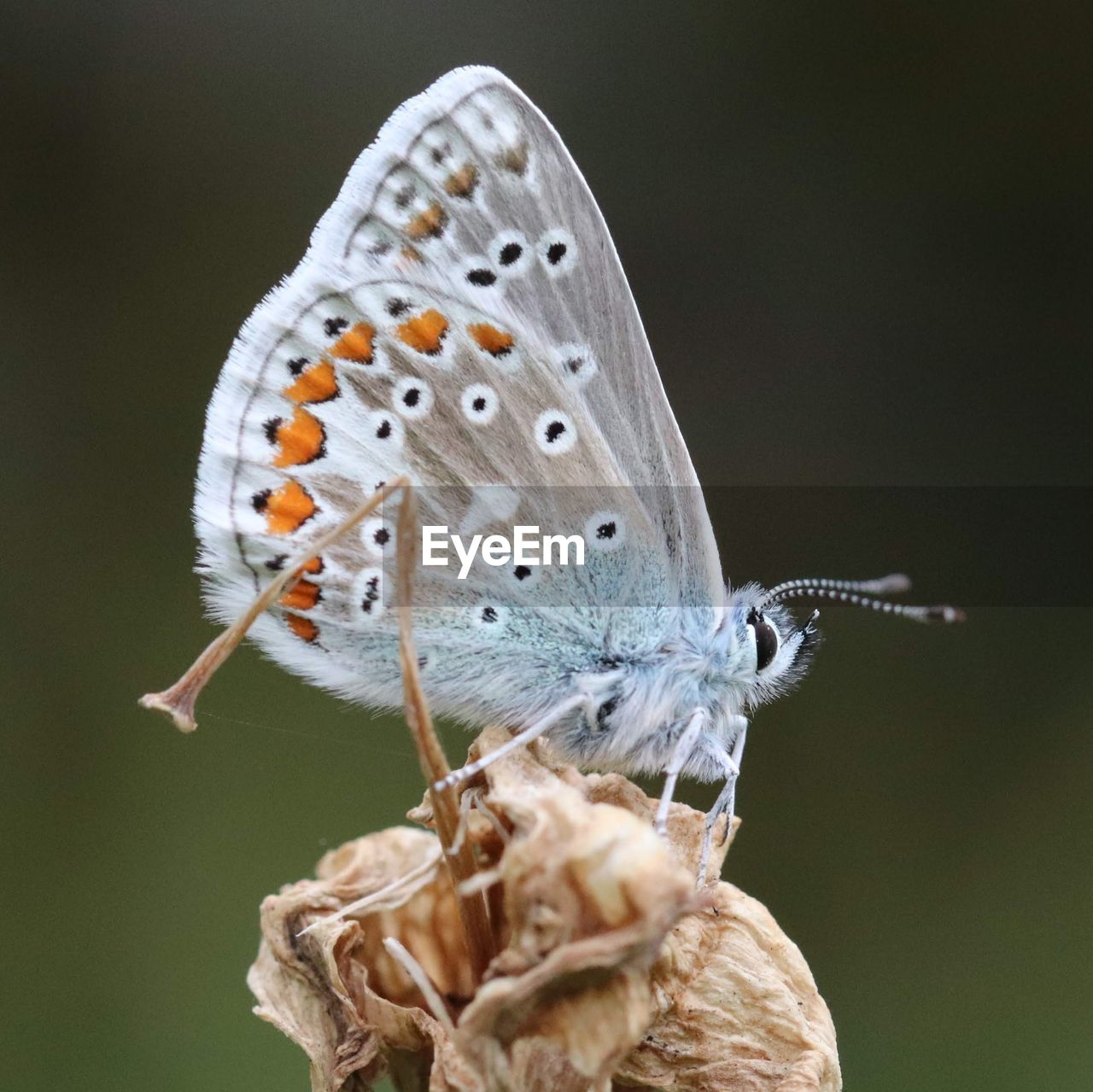 Close-up of butterfly pollinating flower