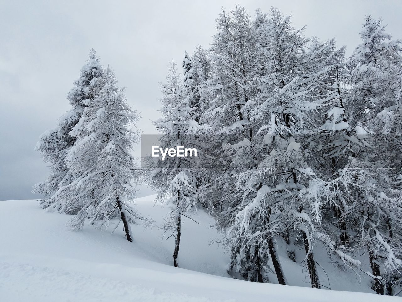 Snow covered trees against clear sky during winter