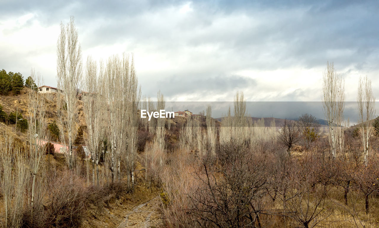 PANORAMIC VIEW OF BARE TREES AGAINST SKY