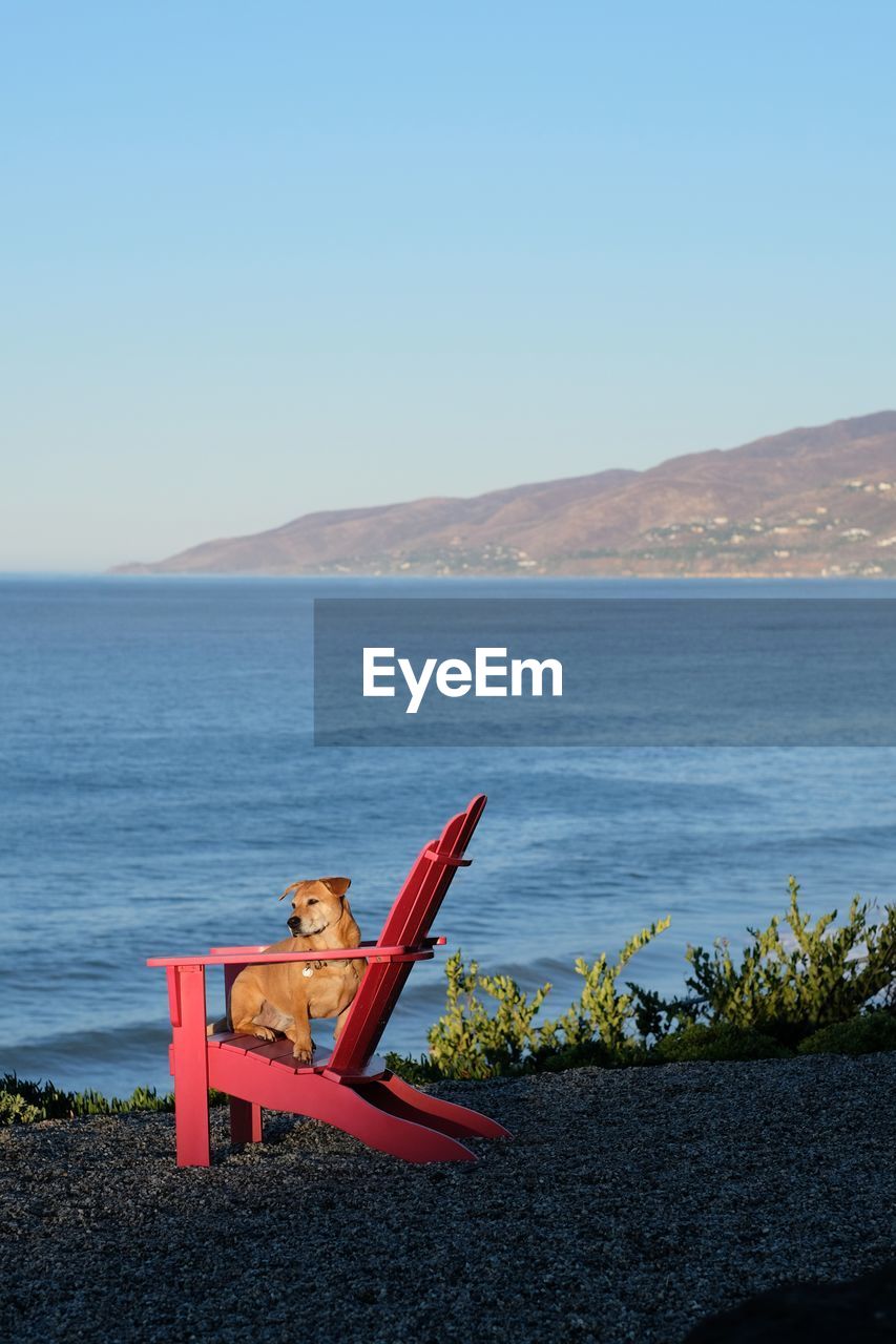 Chair on beach against clear sky with dog