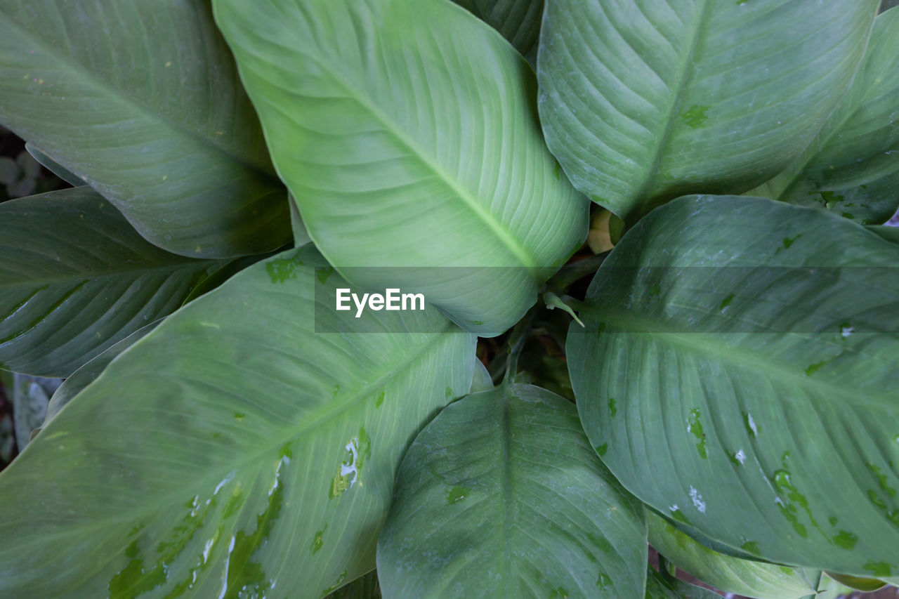 Full frame shot of wet leaves