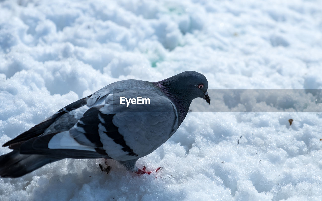 Close-up of a bird on snow covered landscape