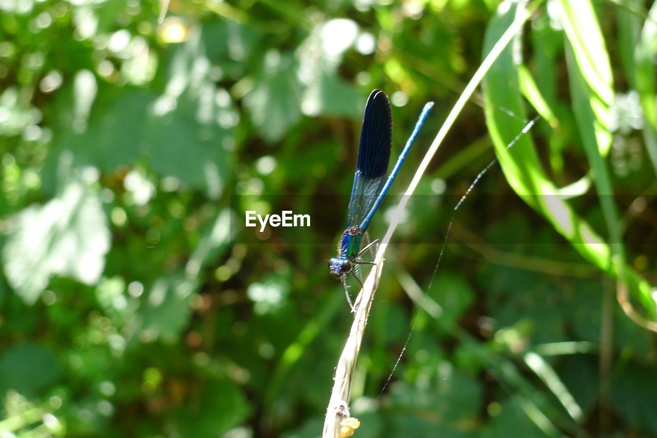 CLOSE-UP OF AN INSECT ON A PLANT