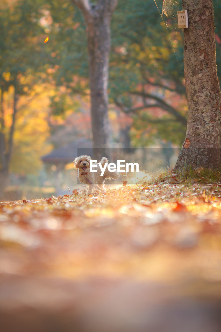 autumn, leaf, tree, sunlight, animal, mammal, animal themes, nature, one animal, morning, plant, forest, selective focus, trunk, tree trunk, plant part, animal wildlife, no people, branch, land, wildlife, day, outdoors, canine, dog, domestic animals, pet, squirrel, beauty in nature