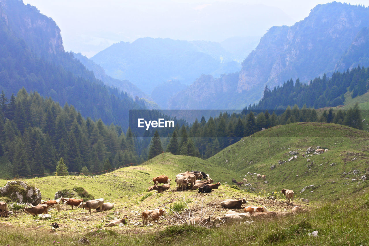 Cows against tree mountain