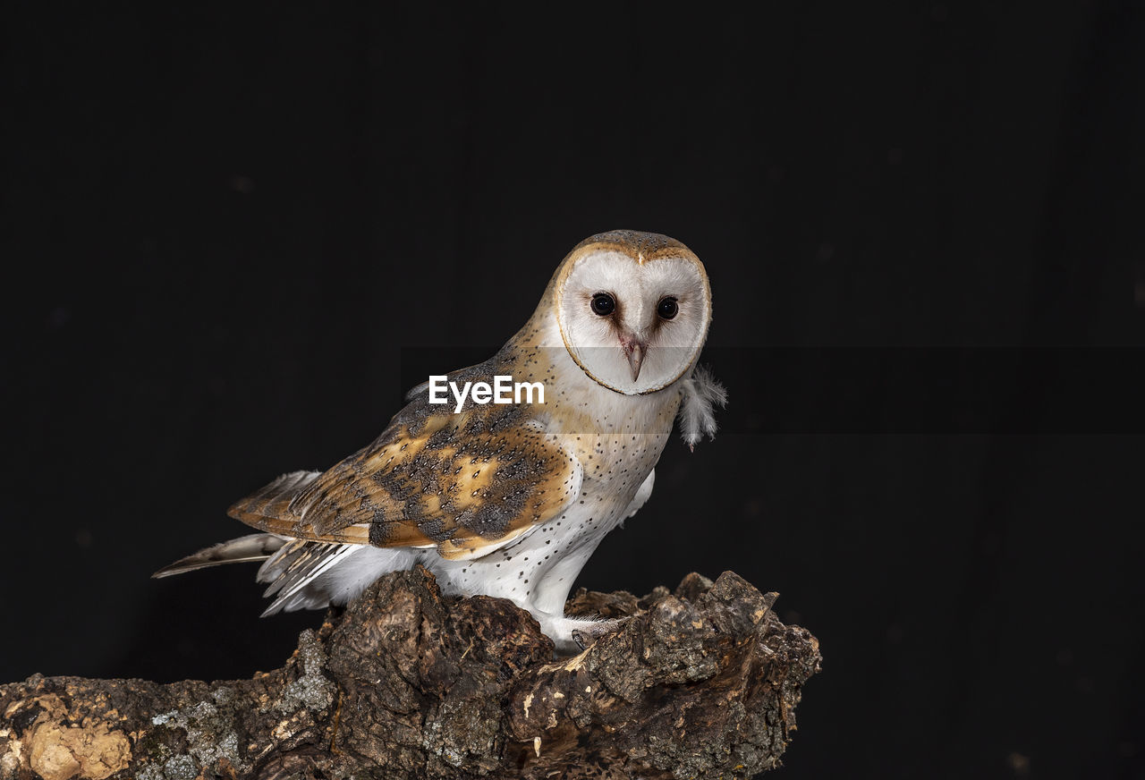 CLOSE-UP OF OWL PERCHING ON TREE