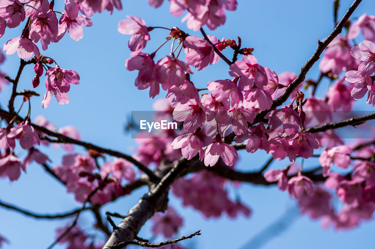 CLOSE-UP OF CHERRY BLOSSOM