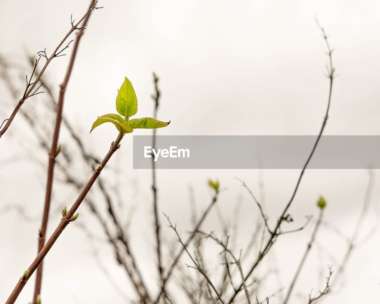 Close-up of flower buds growing on branch