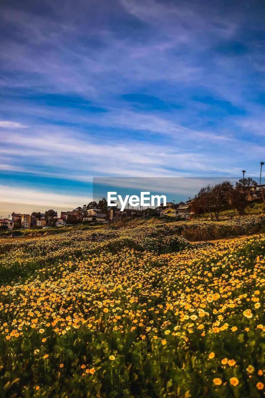 YELLOW FLOWERS GROWING ON FIELD