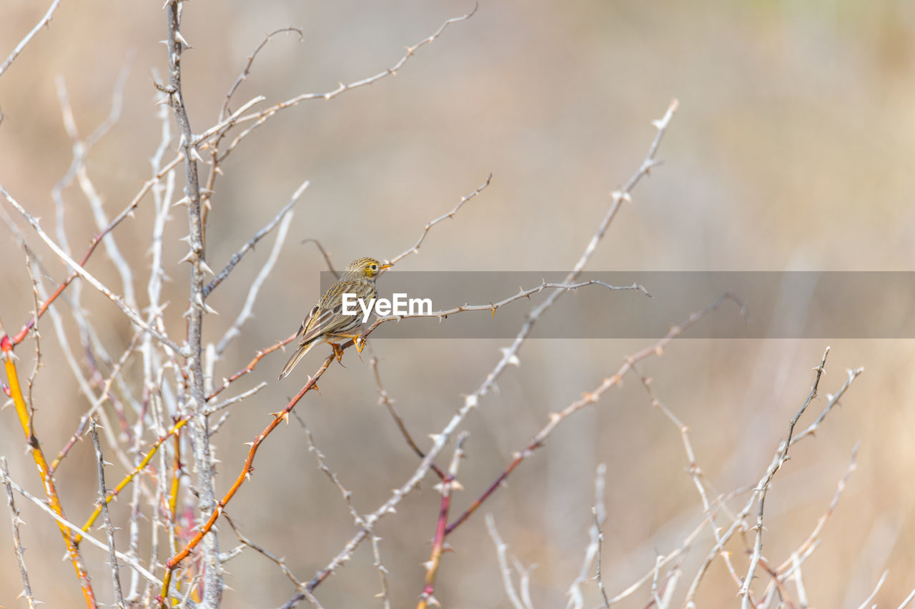 branch, twig, frost, grass, leaf, close-up, nature, no people, winter, focus on foreground, plant, freezing, macro photography, fence, outdoors, day, flower, moisture, thorns, spines, and prickles, autumn, tree, selective focus, sunlight