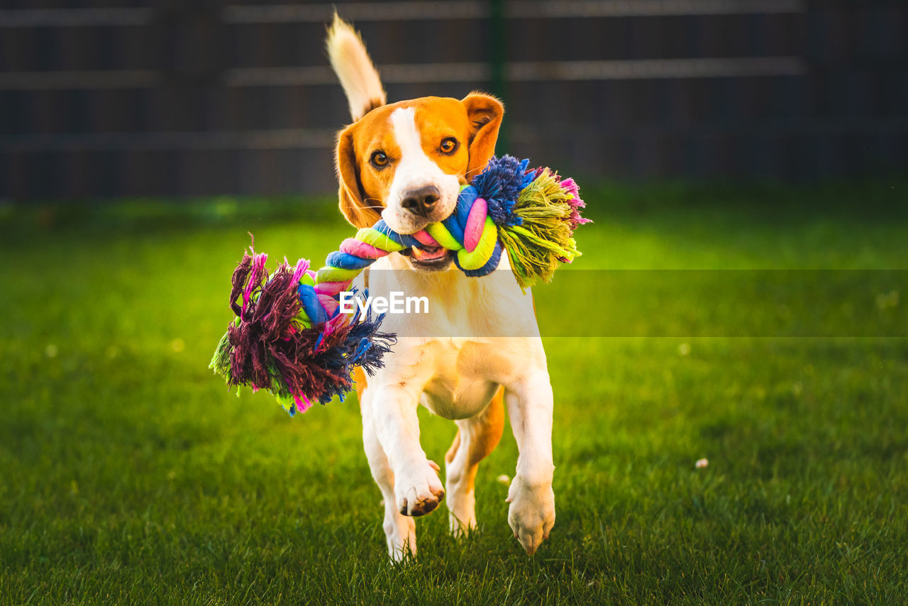 DOG RUNNING ON GRASSLAND