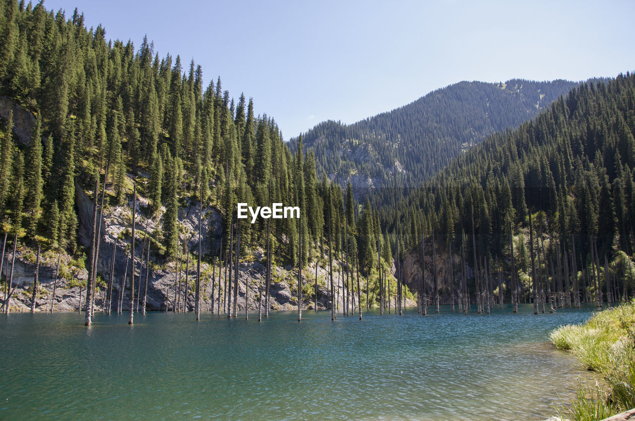 Scenic view of lake by trees against sky