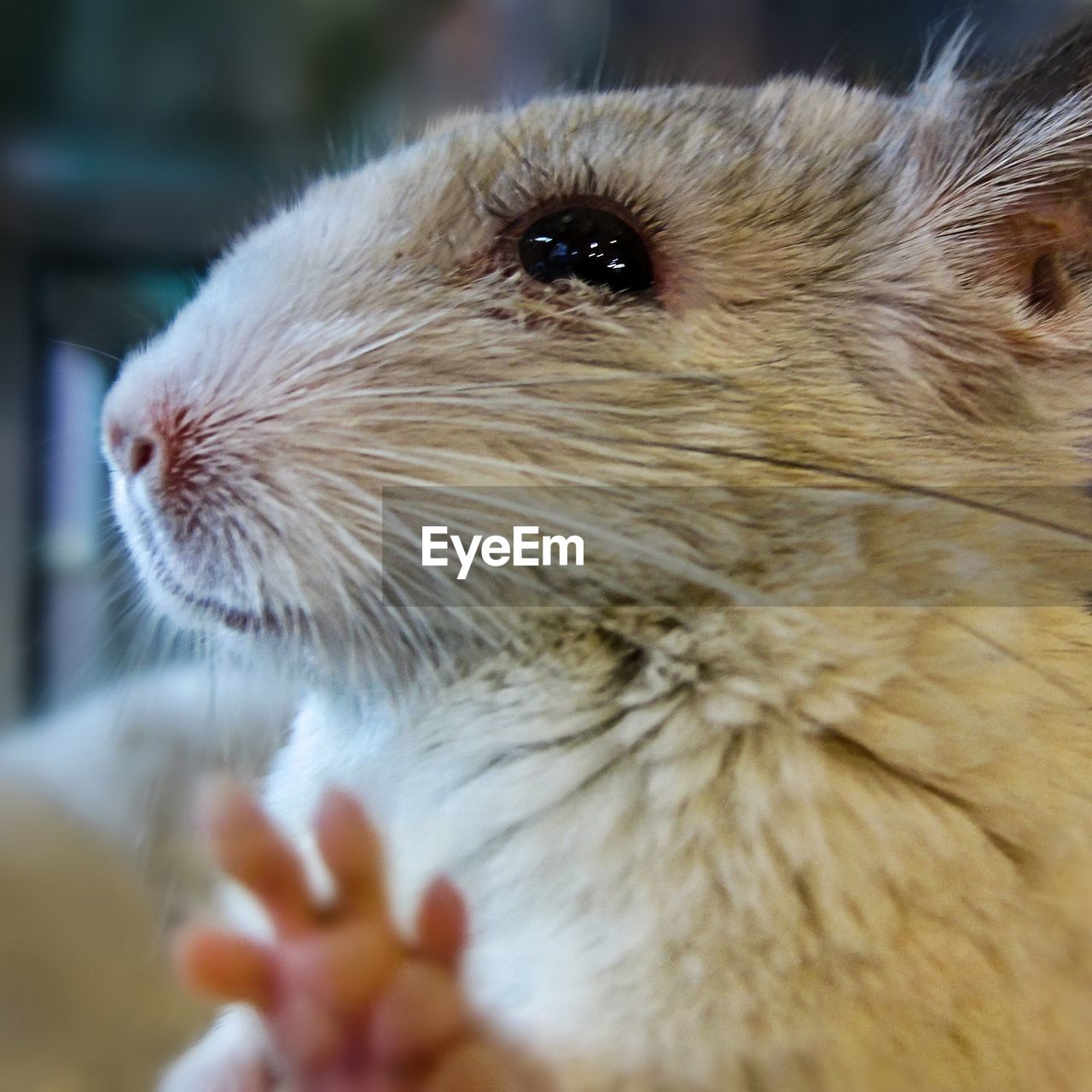 Close-up of chinchilla at home