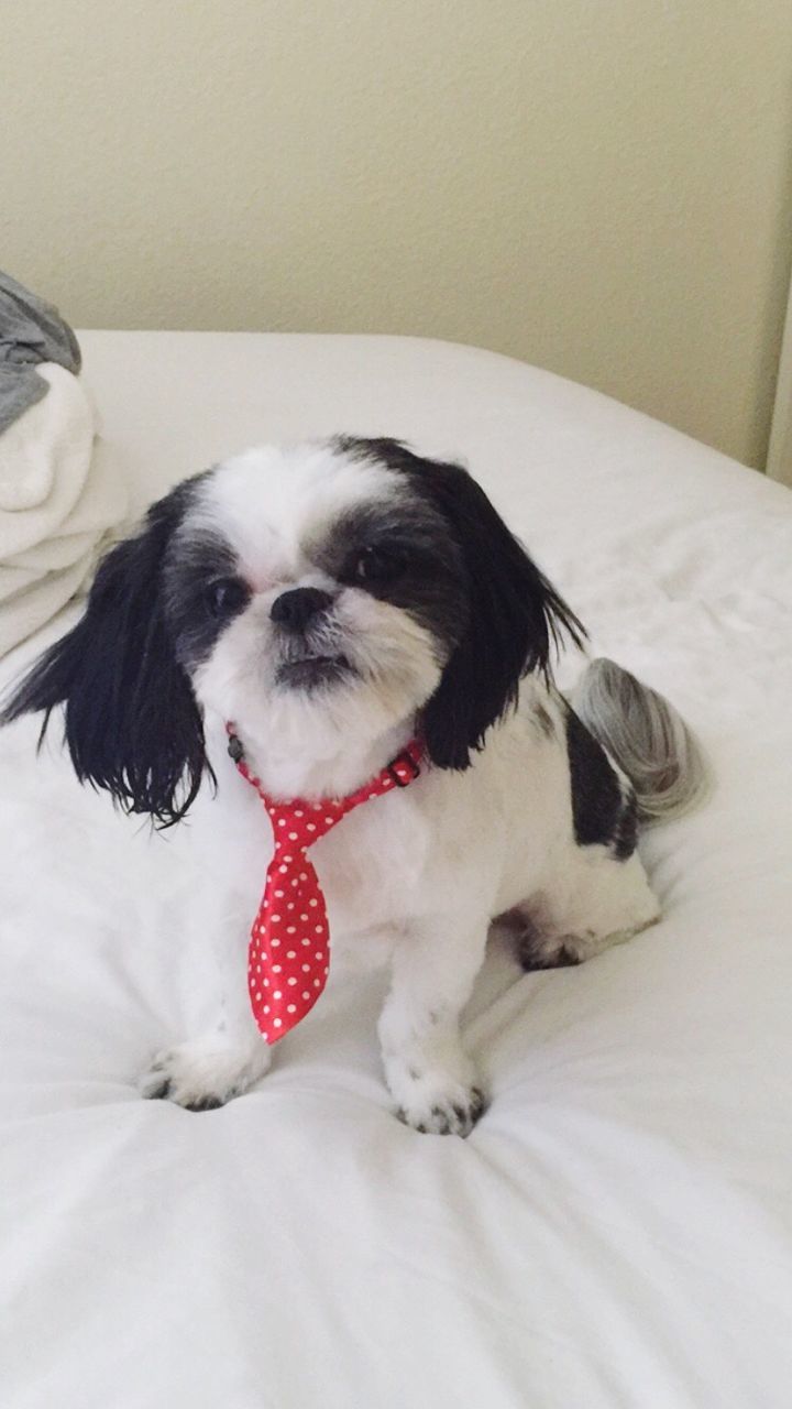 DOG STICKING OUT TONGUE ON BED