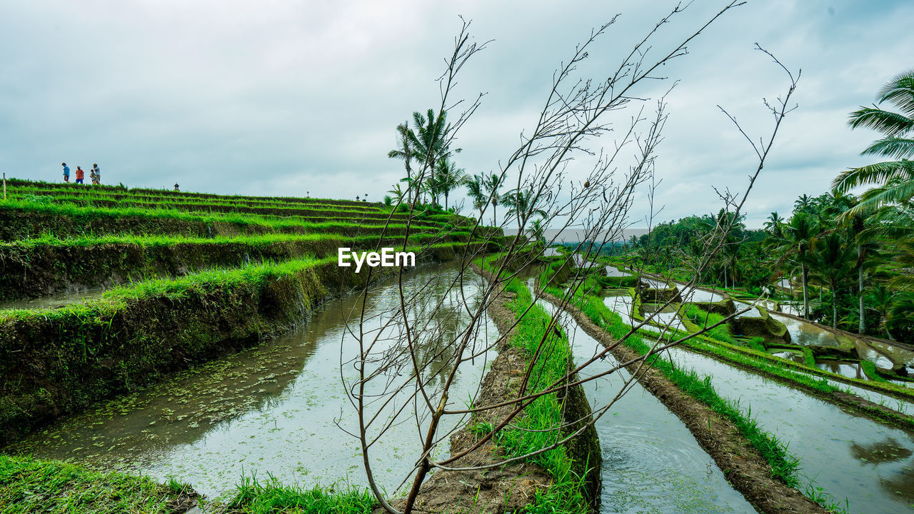 SCENIC VIEW OF AGRICULTURAL LANDSCAPE AGAINST SKY