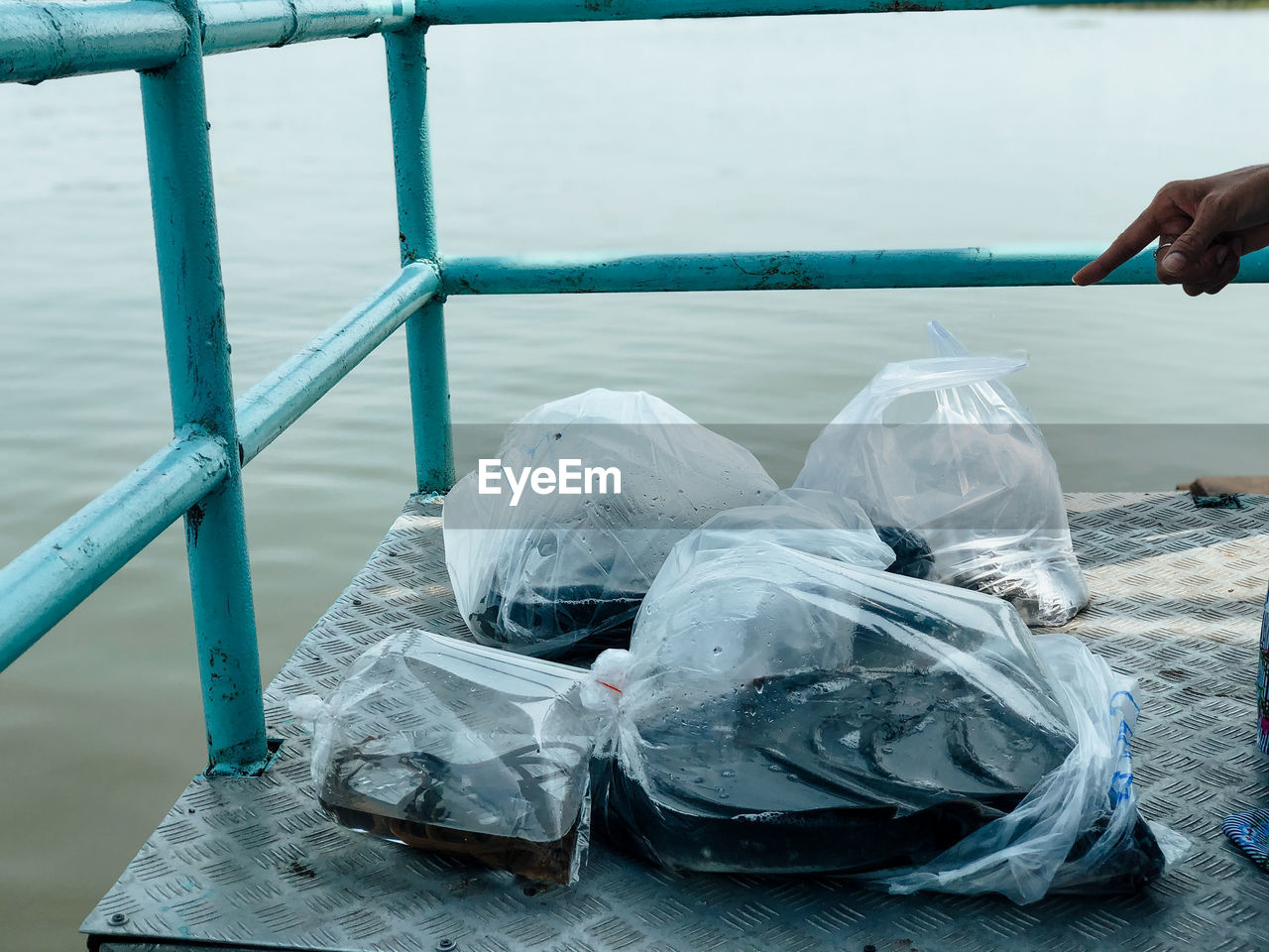 Plastic bags containing fish for use in releasing fish into rivers