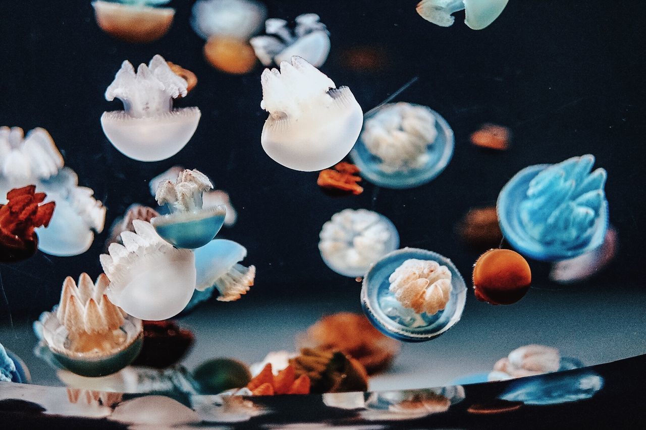 sea life, animal themes, large group of animals, water, swimming, no people, underwater, indoors, animals in the wild, close-up, jellyfish, aquarium, nature, undersea, day