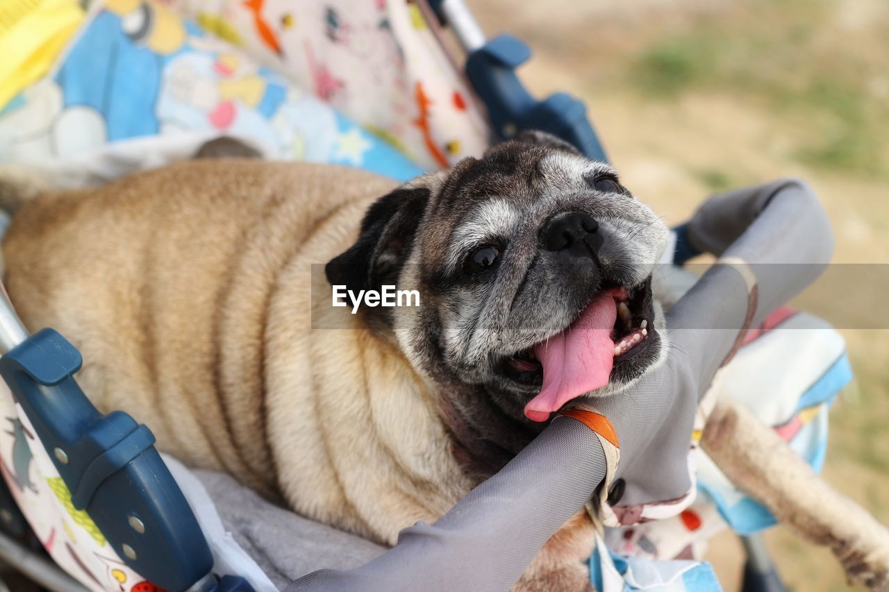 PORTRAIT OF DOG RESTING