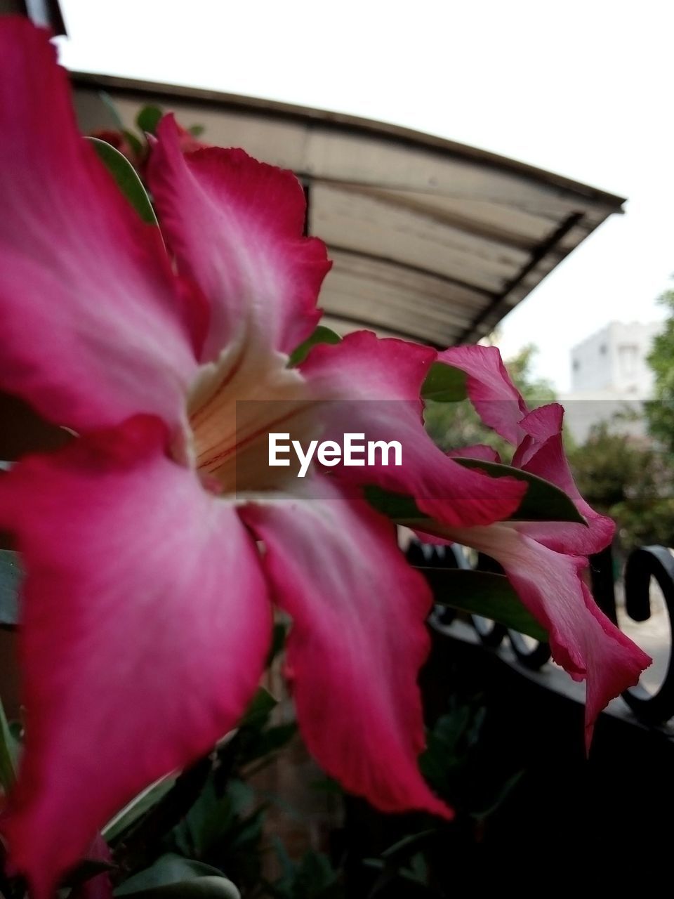 Close-up of pink oleanders blooming in yard