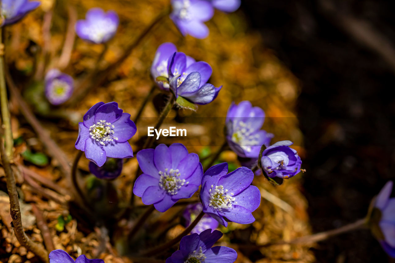 Flower in nature