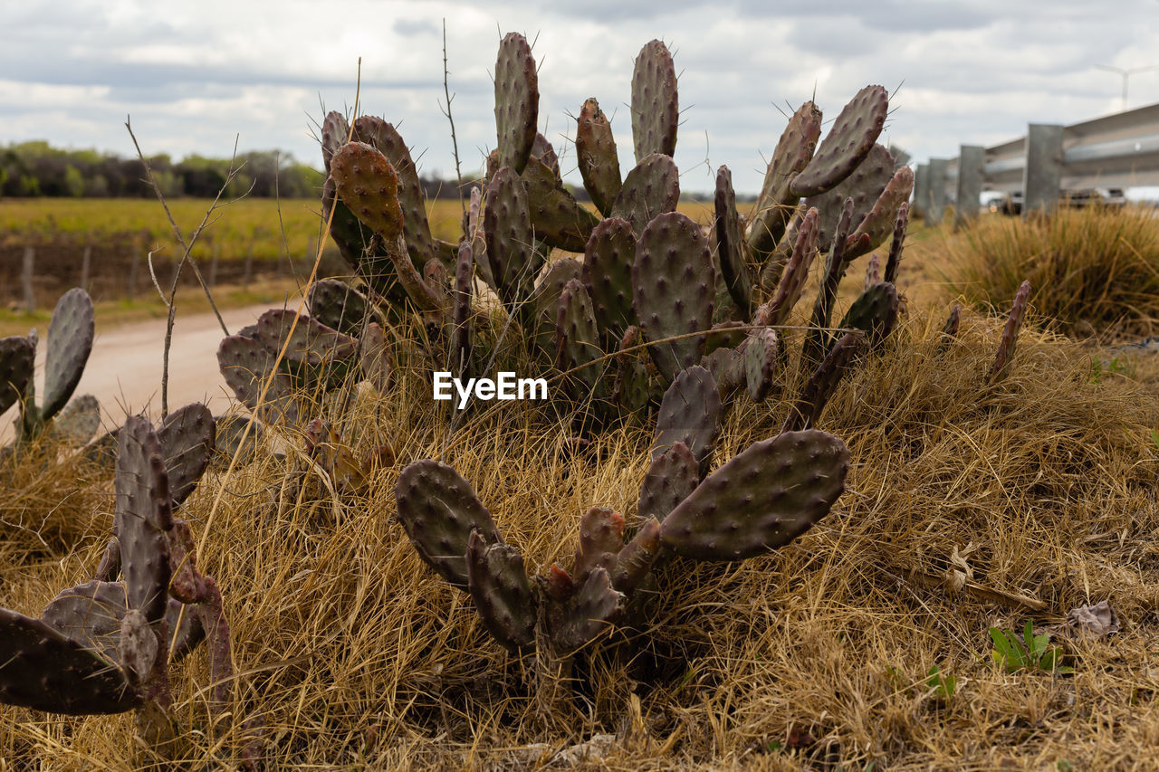 CLOSE-UP OF CACTUS PLANT ON FIELD AGAINST SKY