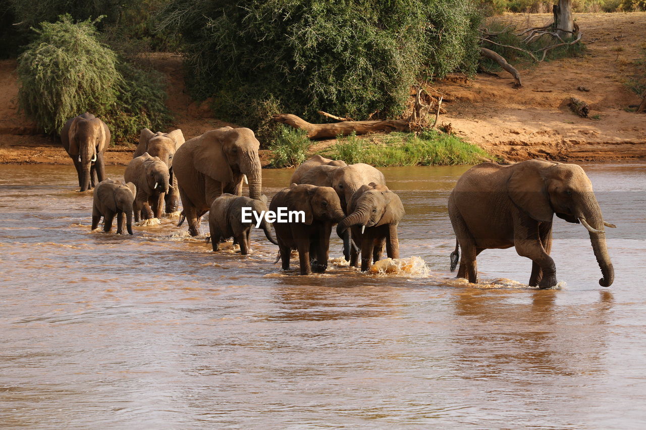 Herd of elephant in the water