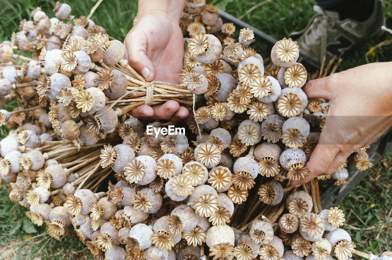 cropped hand of person holding flowers