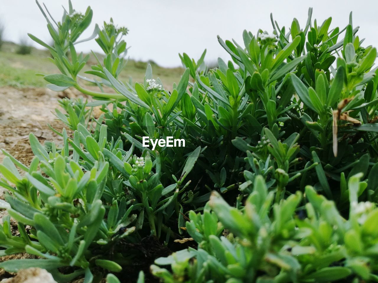 CLOSE-UP OF FRESH GREEN PLANTS