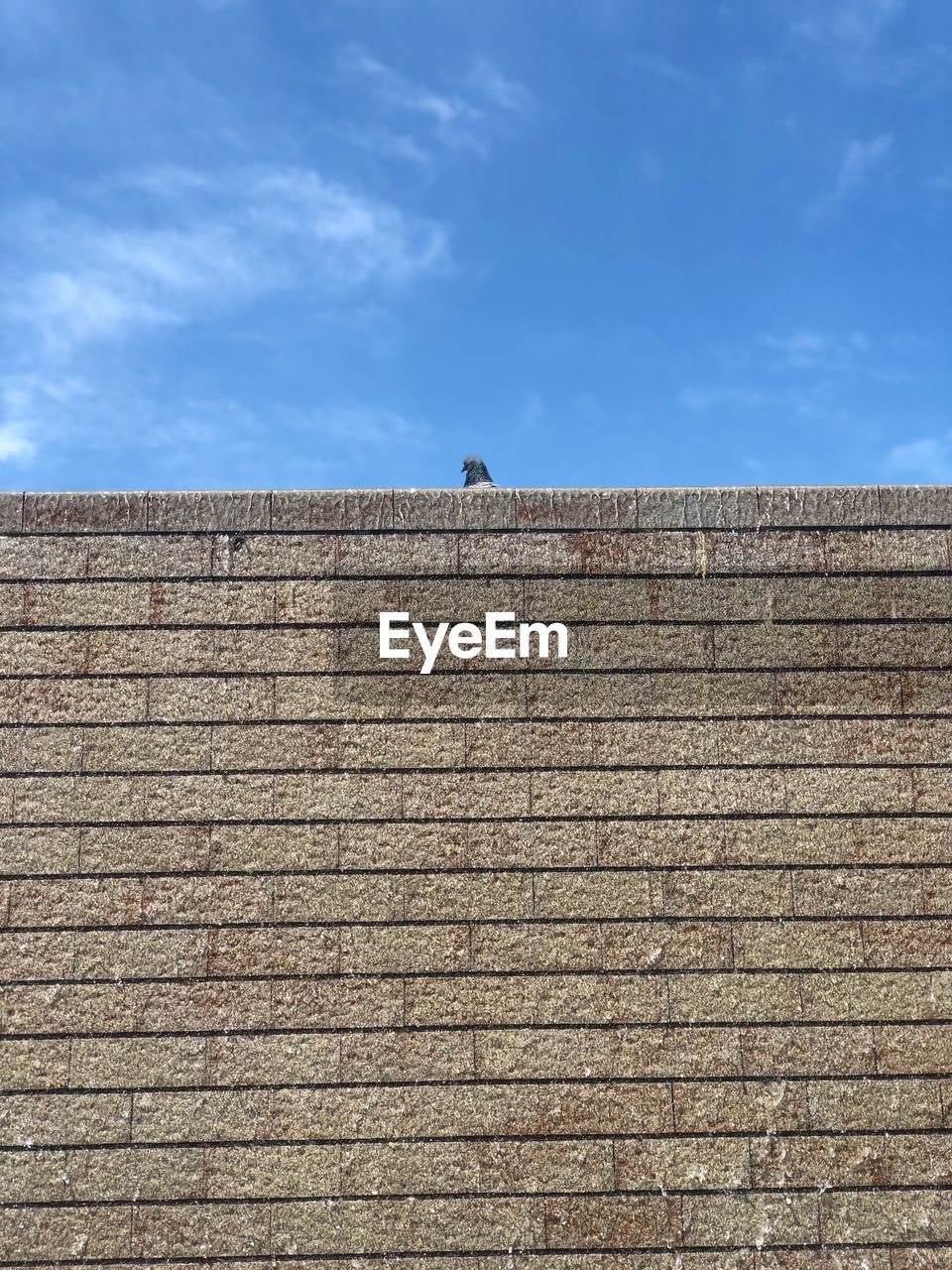 LOW ANGLE VIEW OF BIRD ON WALL