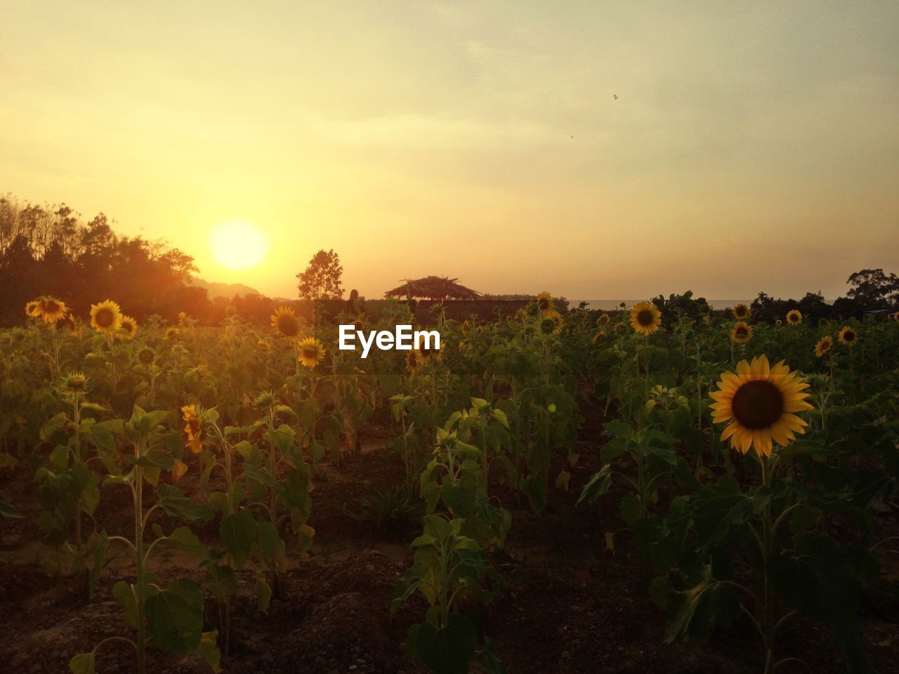 CLOSE-UP OF PLANTS GROWING ON FIELD AGAINST SKY