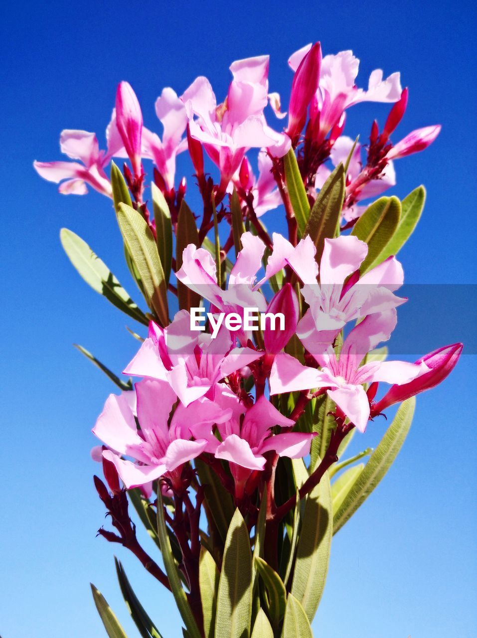 PINK FLOWERING PLANT AGAINST BLUE SKY