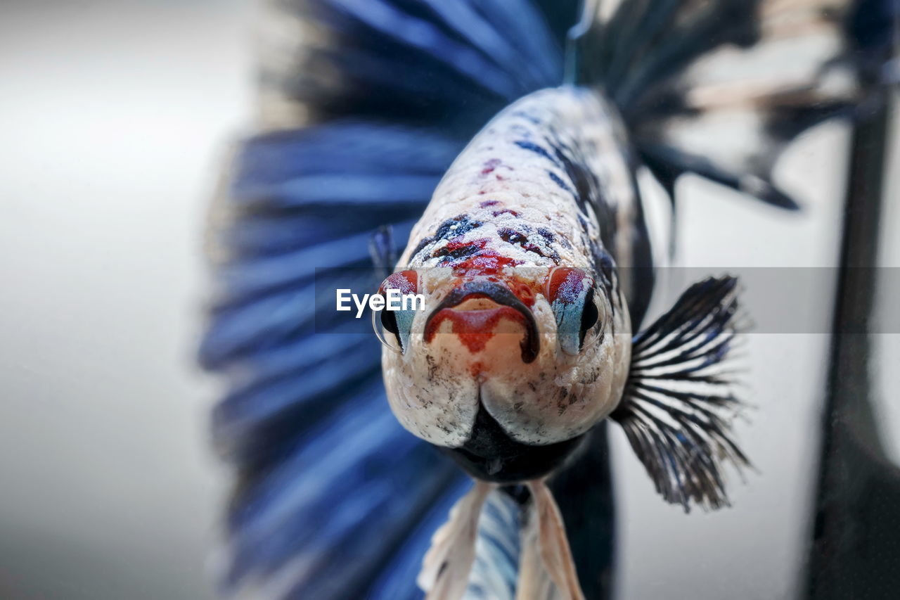 Siamese fighting fish,betta splendens,blue fish, blurred background, halfmoon betta.