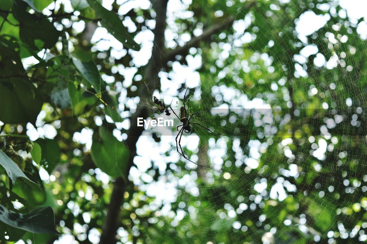 LOW ANGLE VIEW OF GRASSHOPPER ON TREE