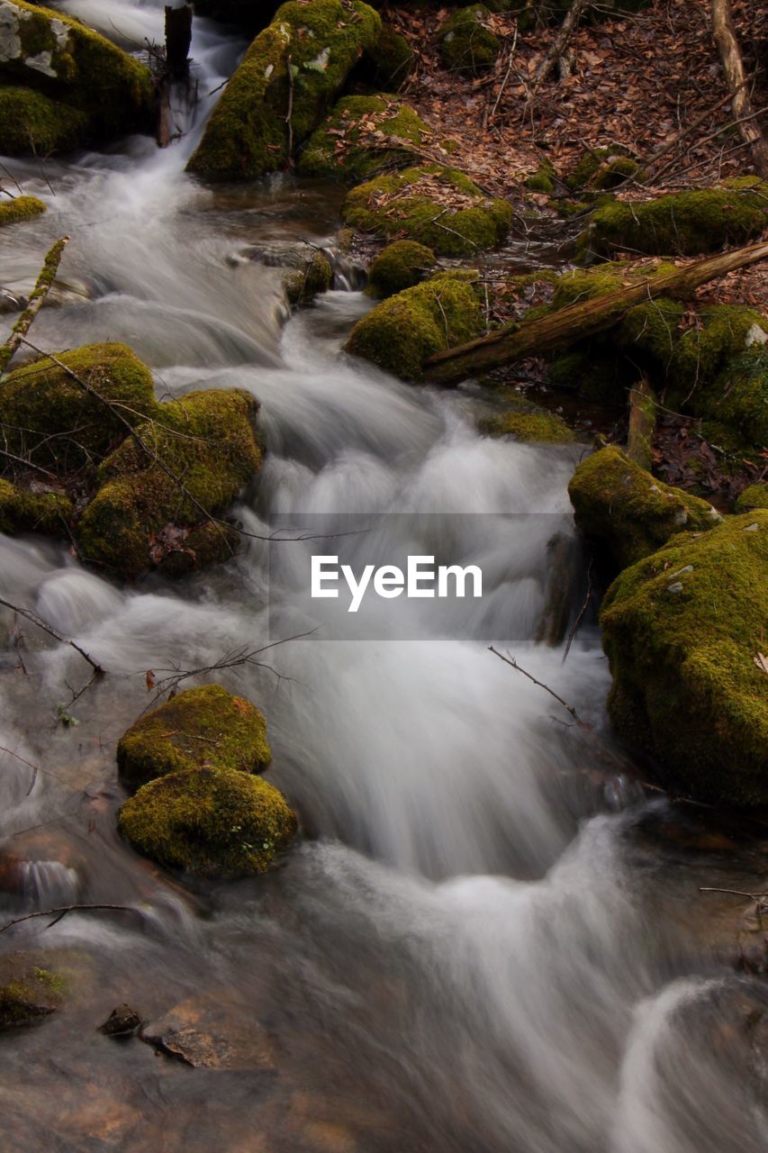 STREAM FLOWING AMIDST TREES