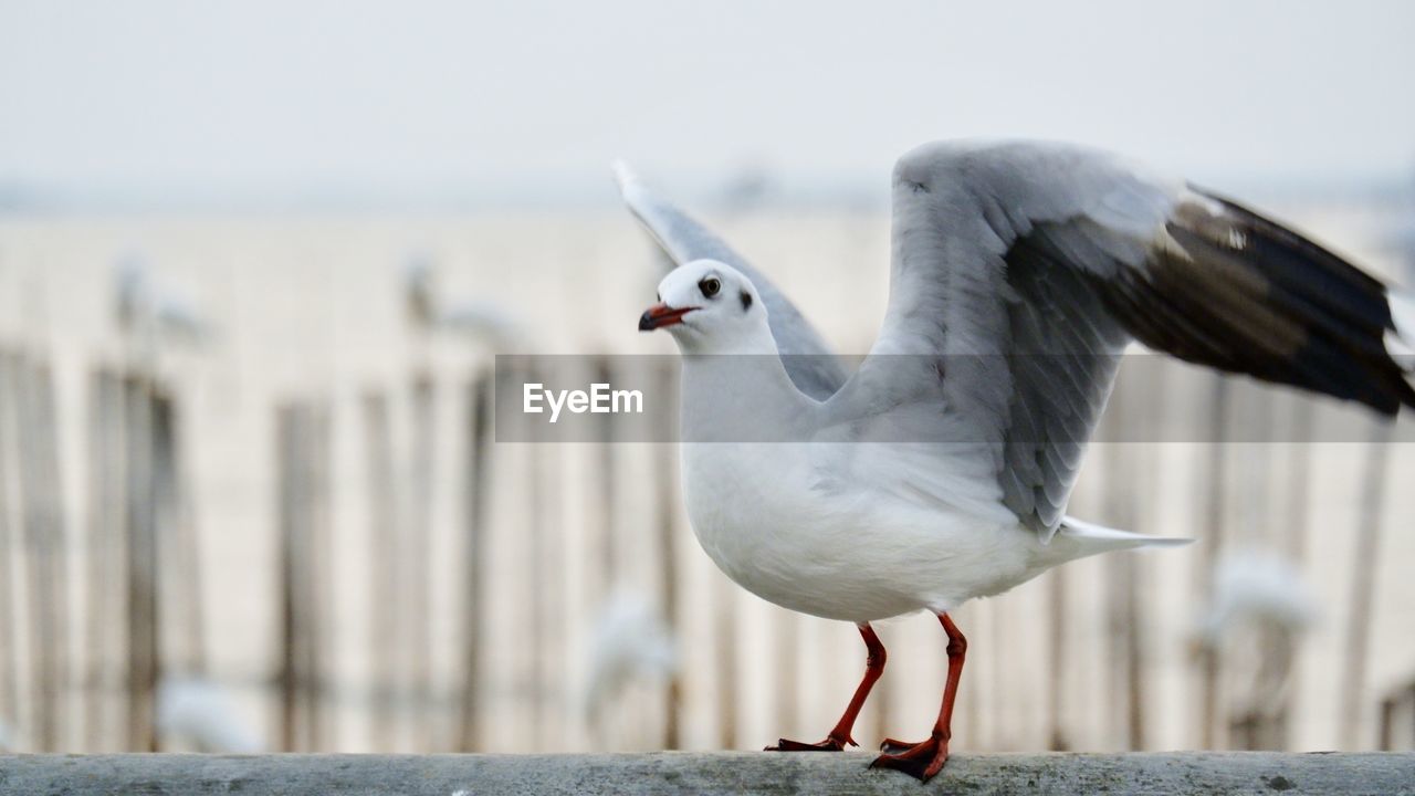 Close-up of seagull perching on railing against sea