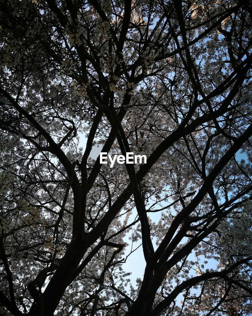 LOW ANGLE VIEW OF TREE IN FOREST