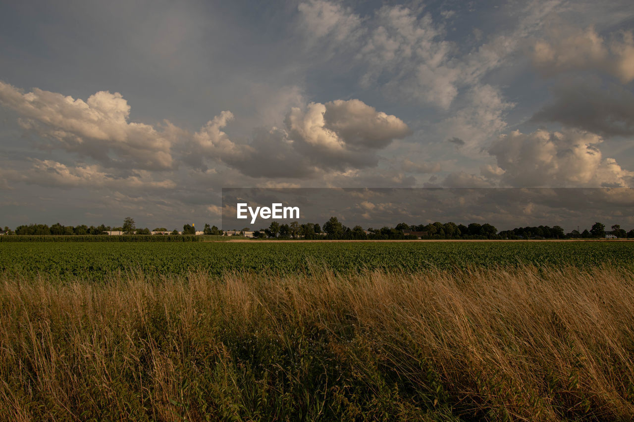 sky, nature, horizon, landscape, environment, plant, field, cloud, land, morning, grass, agriculture, rural scene, plain, crop, prairie, cereal plant, grassland, beauty in nature, rural area, scenics - nature, food, growth, food and drink, no people, tree, sunlight, natural environment, outdoors, tranquility, barley, farm, dusk, social issues, meadow, corn, marsh, summer, non-urban scene, dramatic sky, day, cloudscape, tranquil scene, vegetable, hill, freshness